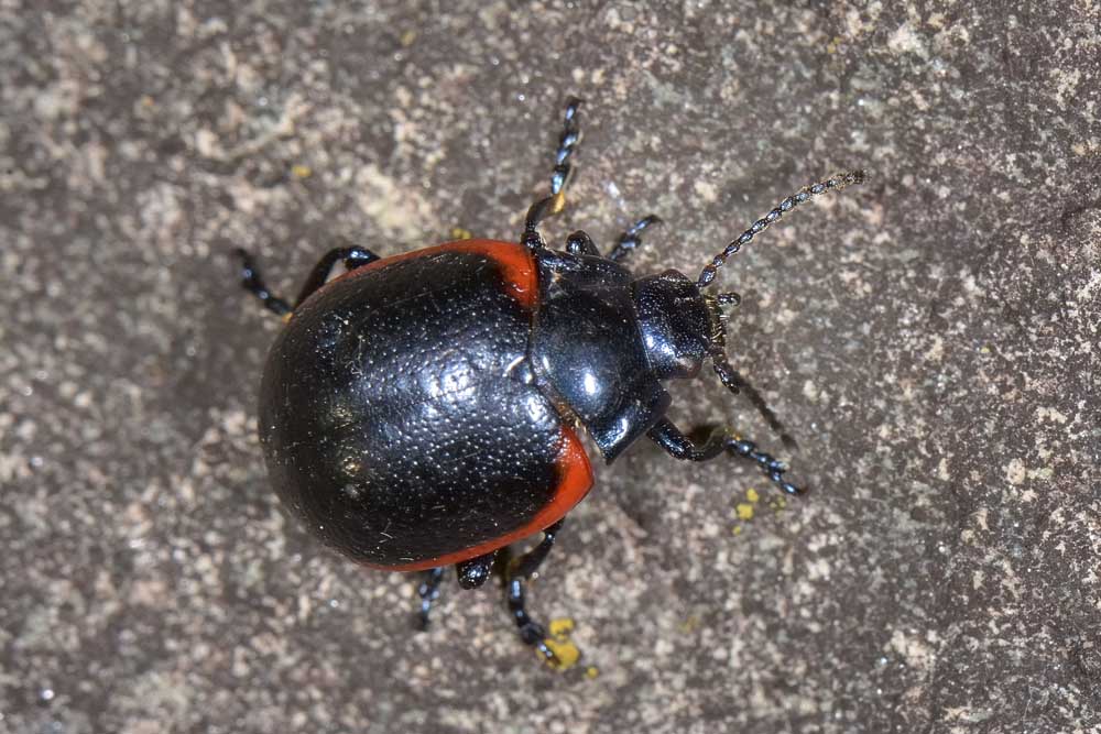 Chrysolina rossia? S.